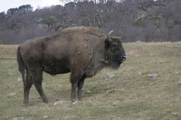 European bison, Bison bonasus
