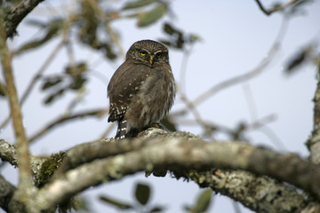 Ferruginous pygmy-owl, Glaucidium brasilianum