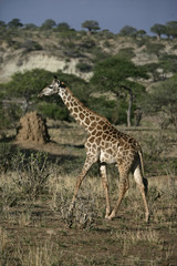 Naklejka na ściany i meble Giraffe, Giraffa camelopardalis,