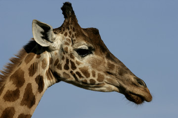 Giraffe, Giraffa camelopardalis,