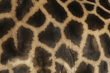 Giraffe, Giraffa camelopardalis,