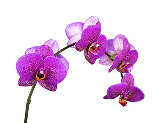 Orchid