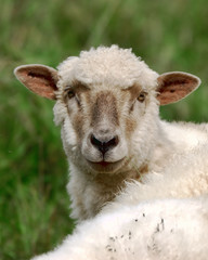 Sheep at meadow
