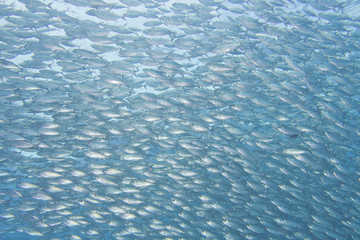 Inside a school of fish underwater