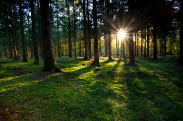 gold sunbeams in coniferous forest