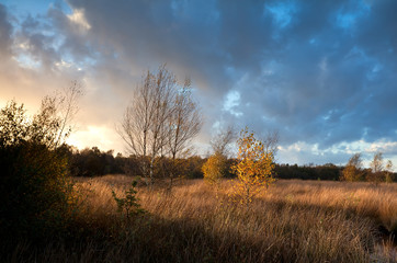 Fototapeta na wymiar orange birch trees in warm sunset light