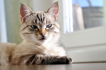 Beautiful cat with blue eyes