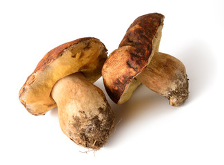 Porcini mushrooms