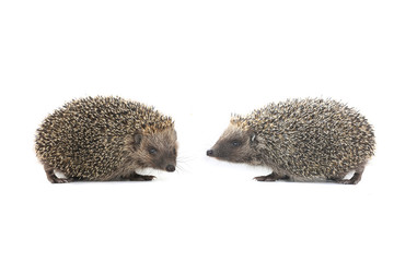 hedgehogs