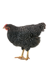 grey hen