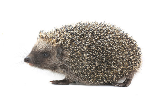hedgehog