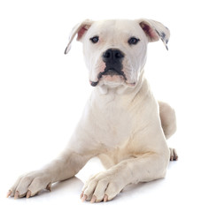 Fototapeta premium puppy american bulldog