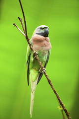 Parrots