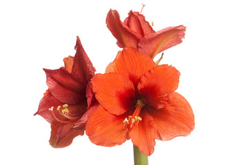 Red Amaryllis flower, multiple blossoms, isolated on white