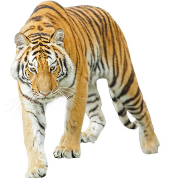 Tigers