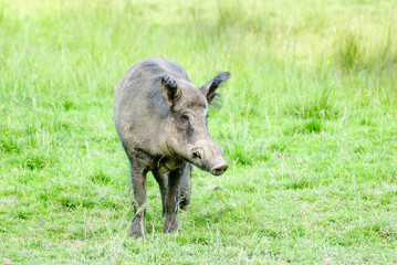 A wild boar front in grass