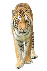 Tigers