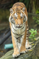 Tigers