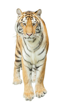 Tigers