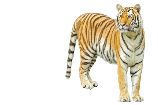 Tigers