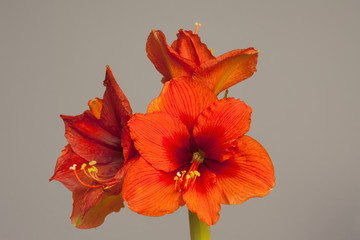 Red Amaryllis flower, multiple blossoms