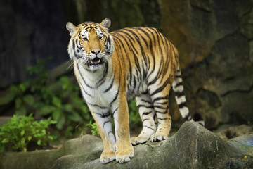 Tigers