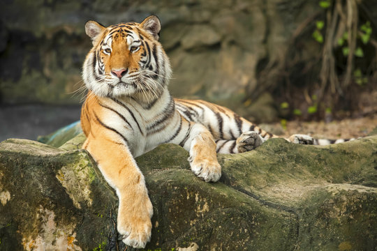 Tigers