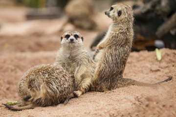 Fototapeta premium Meerkat.