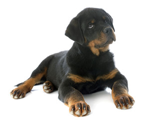 puppy rottweiler