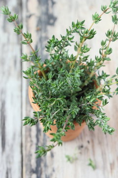 Bunch of fresh thyme on a wooden background