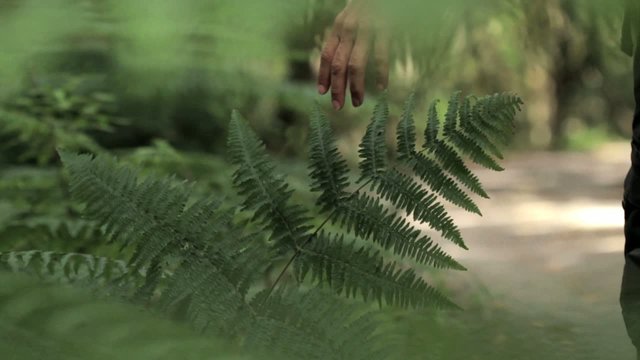 Mano acariciando la laurisilva