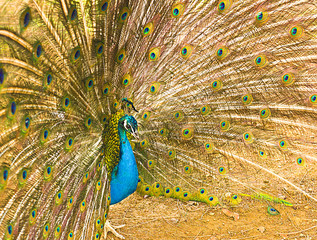 Obraz premium peacock