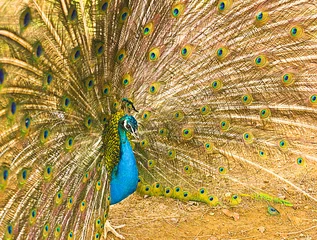 Fotobehang peacock © rubchikova