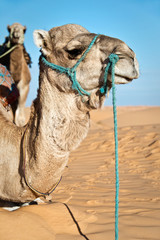Dromadaire dans le désert du Sahara - Tunisie