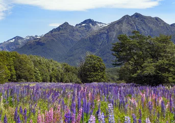 Wandcirkels tuinposter Lupinen in Neuseeland © Friedberg