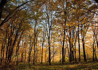 Fototapeta premium autumn forest