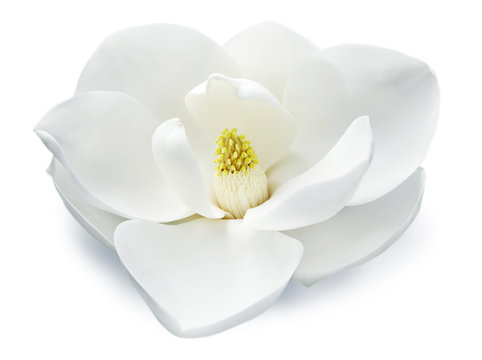Fototapeta Magnolienblüte