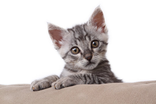 small gray tabby cat on the pillow