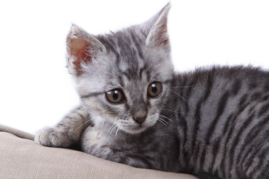 piccolo gatto sdraiato sul cuscino