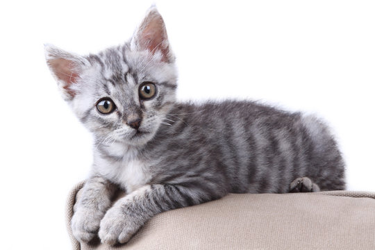 bellissimo gattino grigio sdraiato sul cuscino