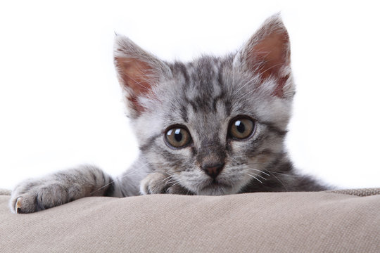 little gray cat on the pillow
