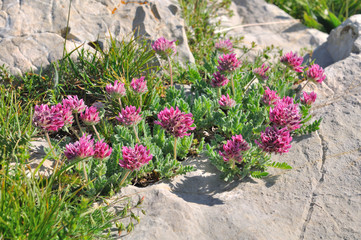 Fototapeta na wymiar flore alpine