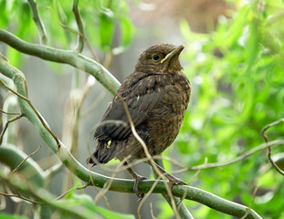 Blackbird