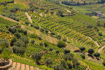 Portugal, vallée du Douro