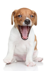 Jack Russell terrier puppy yawns