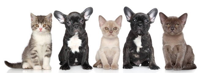 Group of puppies and kittens - obrazy, fototapety, plakaty