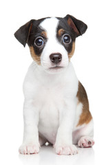 Jack Russell dog puppy