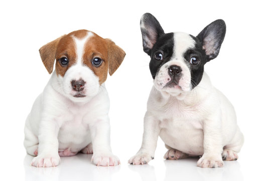 Fototapeta Jack Russell terrier and french bulldog puppies