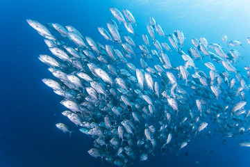 Fototapeta na wymiar grupa jack ryb