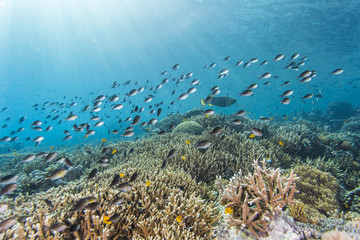 Fototapeta na wymiar group fish colorful hard coral